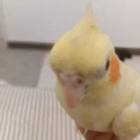 یک عدد عروس هلندی فوق العاده دستی|پرنده|قم, شهرک سازمان آب|دیوار