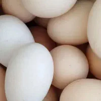 تخم مرغ محلی  قیمت 8000هزار تومان|خوردنی و آشامیدنی|گنبد کاووس, |دیوار