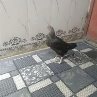 مرغ محلی|حیوانات مزرعه|خاش, |دیوار