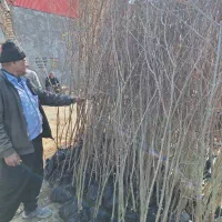 نهال و درخت انار ۳ متری درشت و بزرگ