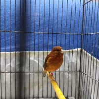 قناری ماده سرخ سوخته|پرنده|تهران, شکوفه|دیوار