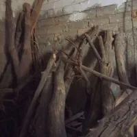 چوب تنه درخت