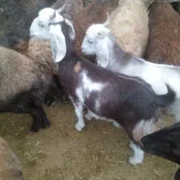 بره ماده چپش ماده