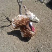 بوقلمون نر و ماده