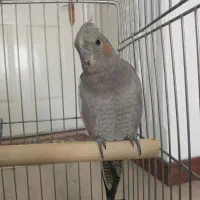 عروس هلندی نر و ماده