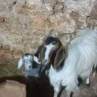 بز با بزغاله ماده‌