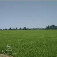 زمین-کشاورزی-فریدون-کنار