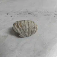 سنگ فسیل|کلکسیون اشیاء عتیقه|مشهد, استاد یوسفی (شهرک غرب)|دیوار