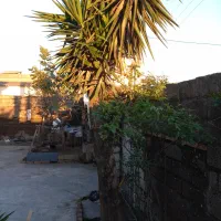 بآغبانی و درختکاری فضای سبز|گل و گیاه طبیعی|فریدونکنار, |دیوار