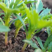 گل فصلی|گل و گیاه طبیعی|بیکاه, |دیوار