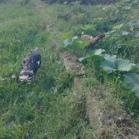 واکسن خورده سلام|حیوانات مزرعه|سنگر, |دیوار