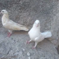 کفتر سفید درجایی|پرنده|میناب, |دیوار