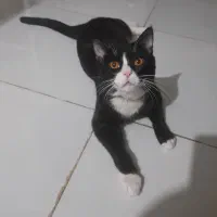 گربه نر جهت جفتگیری|گربه|مشهد, شهید بصیر|دیوار