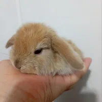بچه خرگوش
