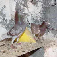کبوتر پلاکی درجه یک|پرنده|شیراز, آزادی|دیوار