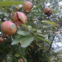 انار ترش محلی