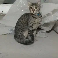 واگذاری گربه