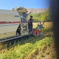 برنج دمسیاه بدون سمپاشی|خوردنی و آشامیدنی|درگز, |دیوار