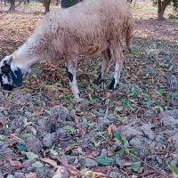 گوسفند آس توقلی لنگه دوقلو هنوز قوچ نخورده|حیوانات مزرعه|خان ببین, |دیوار