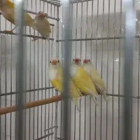 جوجه فنج  گلدین 40جفت