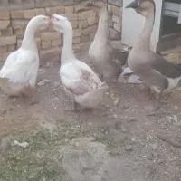 قوغاز|حیوانات مزرعه|مشهد, انصار|دیوار