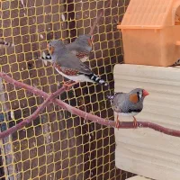 فنچ ماده اماده سالم و سرحال|پرنده|لالجین, |دیوار