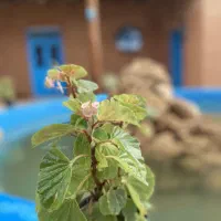 اجاره سوییت|اجارهٔ کوتاه‌مدت آپارتمان و سوئیت|نیشابور, مازول|دیوار