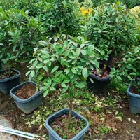 تولید و عرضه انواع و گیاه|خدمات باغبانی و درختکاری|کلاردشت, |دیوار