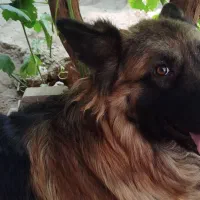 گم شدن سگ ژرمن نر|سگ|ری, علایین|دیوار