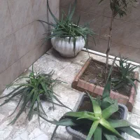 آلوئه ورا|گل و گیاه طبیعی|لاهیجان, گلستان|دیوار