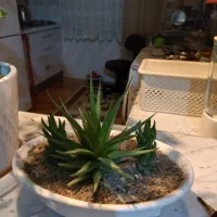 فروش گل اپارتمانی|گل و گیاه طبیعی|مینودشت, |دیوار