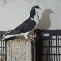 کبوتر|پرنده|وحدتیه, |دیوار