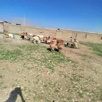 میش زاییده|حیوانات مزرعه|زیرکوه, |دیوار