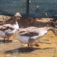 قو غاز و غاز