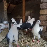 فروش کفتر دوکت