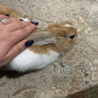 خرگوش دستی باهوش