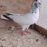 کبوتر غریب