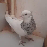 یک جفت طوقی نر ماده به ضمانت تخم جوجه