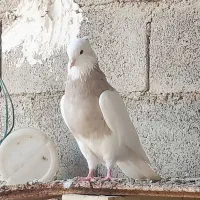 طوقی|پرنده|بندر ماهشهر, |دیوار