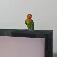 کوتوله برزیلی