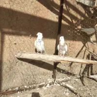 طوقی|پرنده|تویسرکان, |دیوار