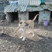 ماده سرابی قیمت مناسب دوسال نیم