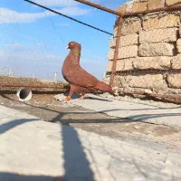 کبوتر سرخ نر کاکلی و یهودی سیاه نر|پرنده|دشتابی, |دیوار