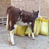 گوساله سیمینتال|حیوانات مزرعه|صوفیان, |دیوار