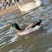 اردک پروازی