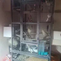 عروس پاریس|پرنده|کرخه, |دیوار