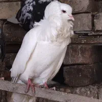 کبوتر یال دار