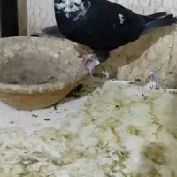 نرسوسکی بزک|پرنده|فرح دشت, |دیوار