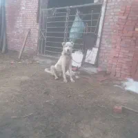 توله‌۸ماهه