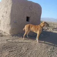 سلام یک عدد سگ نگهبانی وگلگی|سگ|بیرجند, |دیوار